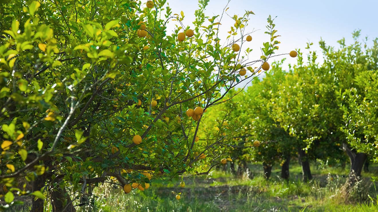 Lemon Gardens
